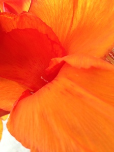 IMG_0564 orange flower
