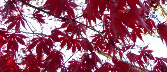 gle-japanese-maple-red-pa